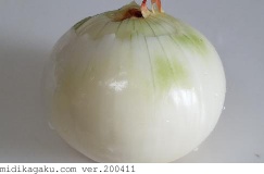 タマネギ-部位-鱗茎-皮むき