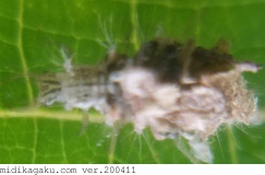 シロスジクサカゲロウ-発生-幼虫