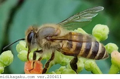 ハチ目の生き物図鑑