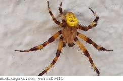キバナオニグモ