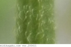 ヨメナ-部位-茎
