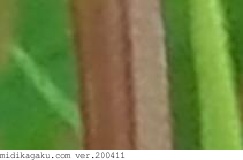 ホウキギ-部位-茎