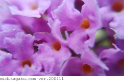フサフジウツギ-部位-花-拡大