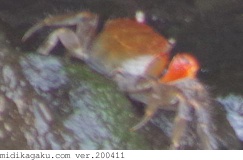 アカテガニ