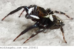 アダンソンハエトリ