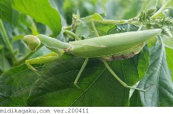 ハラビロカマキリ-発生-成虫