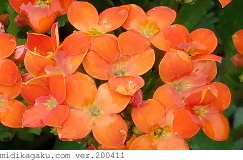 ベニベンケイ-部位-花-オレンジ