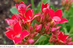 ベニベンケイ-部位-花-赤