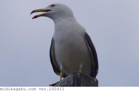 ウミネコ.jpg