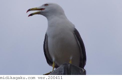 ウミネコ