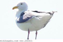 オオセグロカモメ