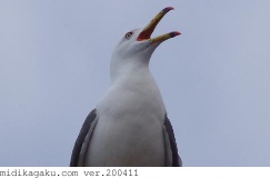 ウミネコ-行動-発声