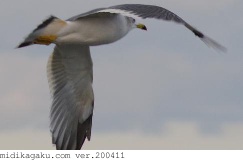 ウミネコ-行動-飛行-3