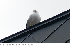 ウミネコ-場所-屋根
