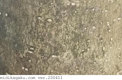 ネズミモチ-部位-茎