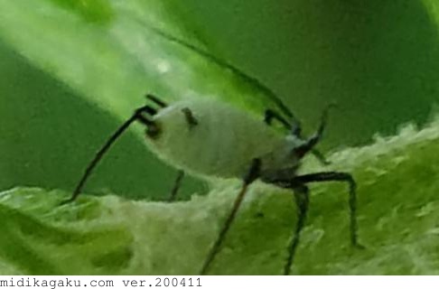 ヨモギヒメヒゲナガアブラムシ.jpg