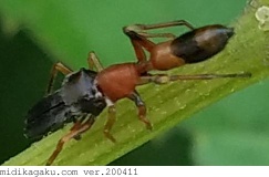 ヤガタアリグモ