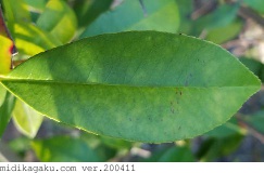 ベニカナメモチ-部位-葉-緑