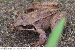 エゾアカガエル