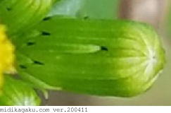 ノボロギク-部位-つぼみ