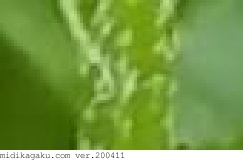 ノボロギク-部位-茎