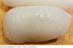 コウイカ