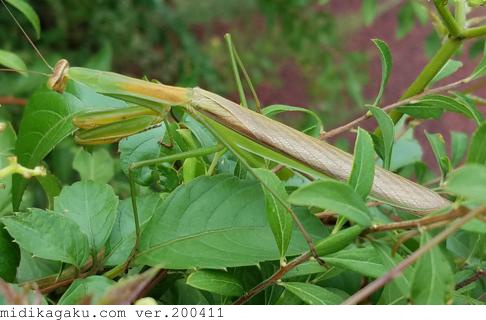 チョウセンカマキリ.jpg