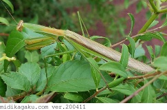 チョウセンカマキリ