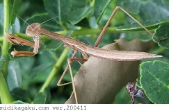 チョウセンカマキリ-発生-幼虫