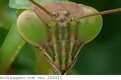 チョウセンカマキリ-部位-顔