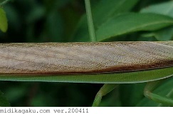 チョウセンカマキリ-部位-はね