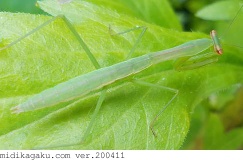 オオカマキリ-発生-幼虫