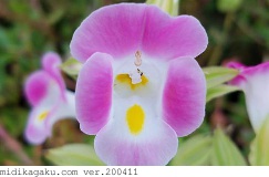 ナツスミレ-部位-花-ピンク