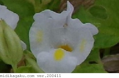 ナツスミレ-部位-花-白