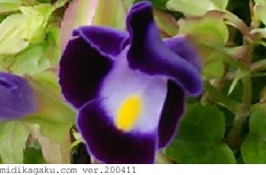 ナツスミレ-部位-花-青