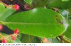 サンゴジュ-部位-葉-2